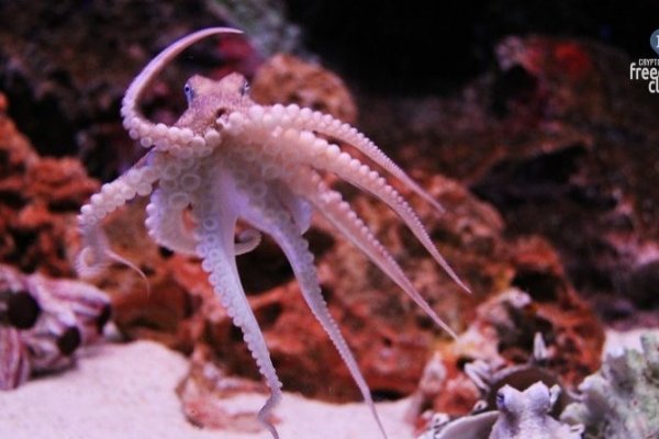 Kraken 15 at