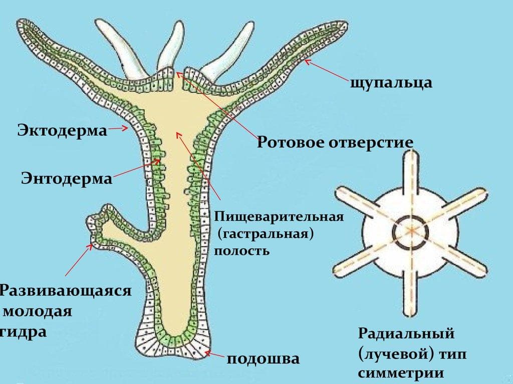 Ссылка на кракен тг
